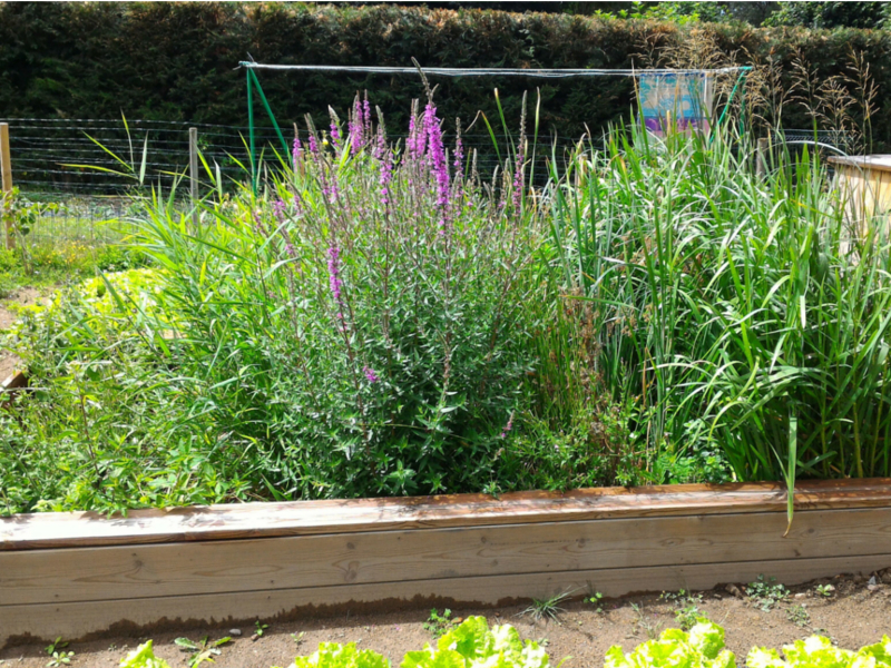 Phytostation